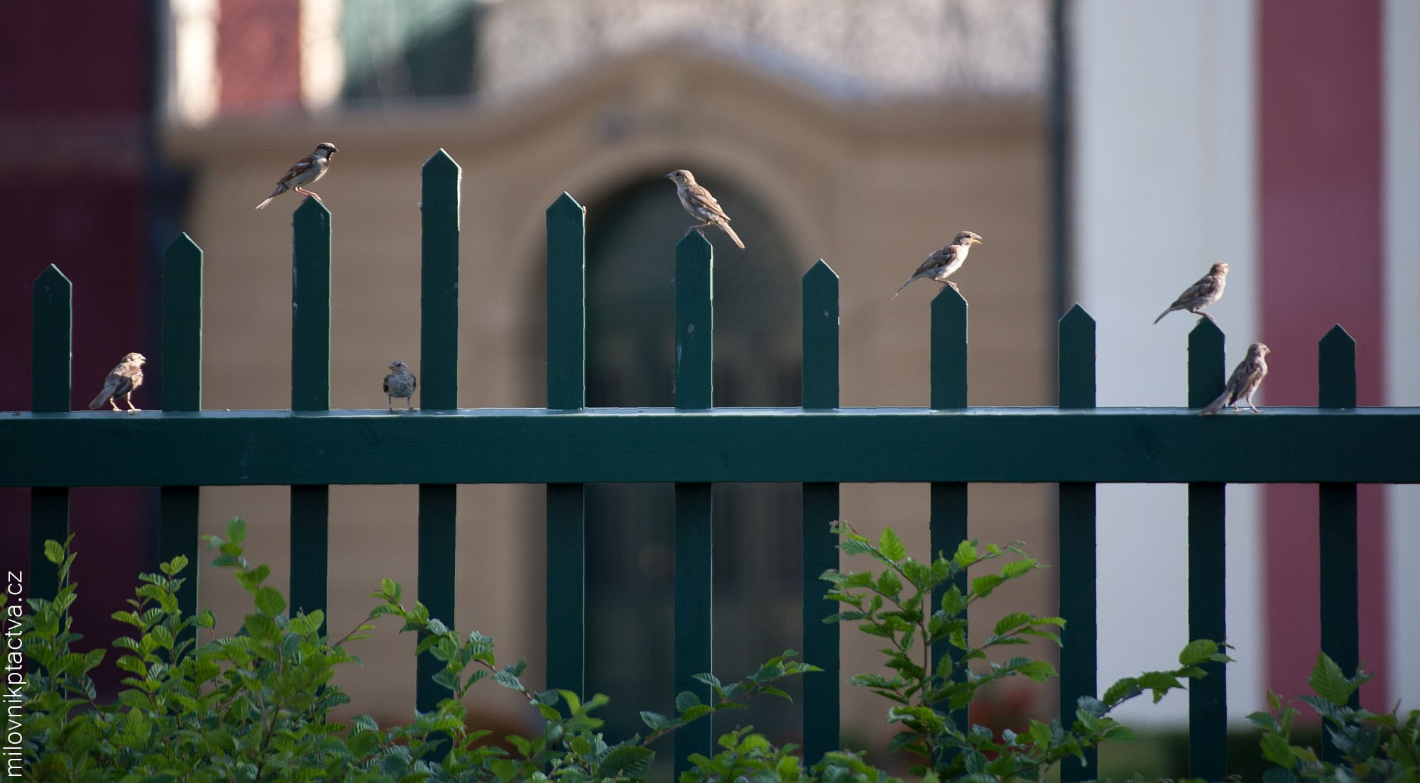 Vrabec domácí / Passer Domesticus