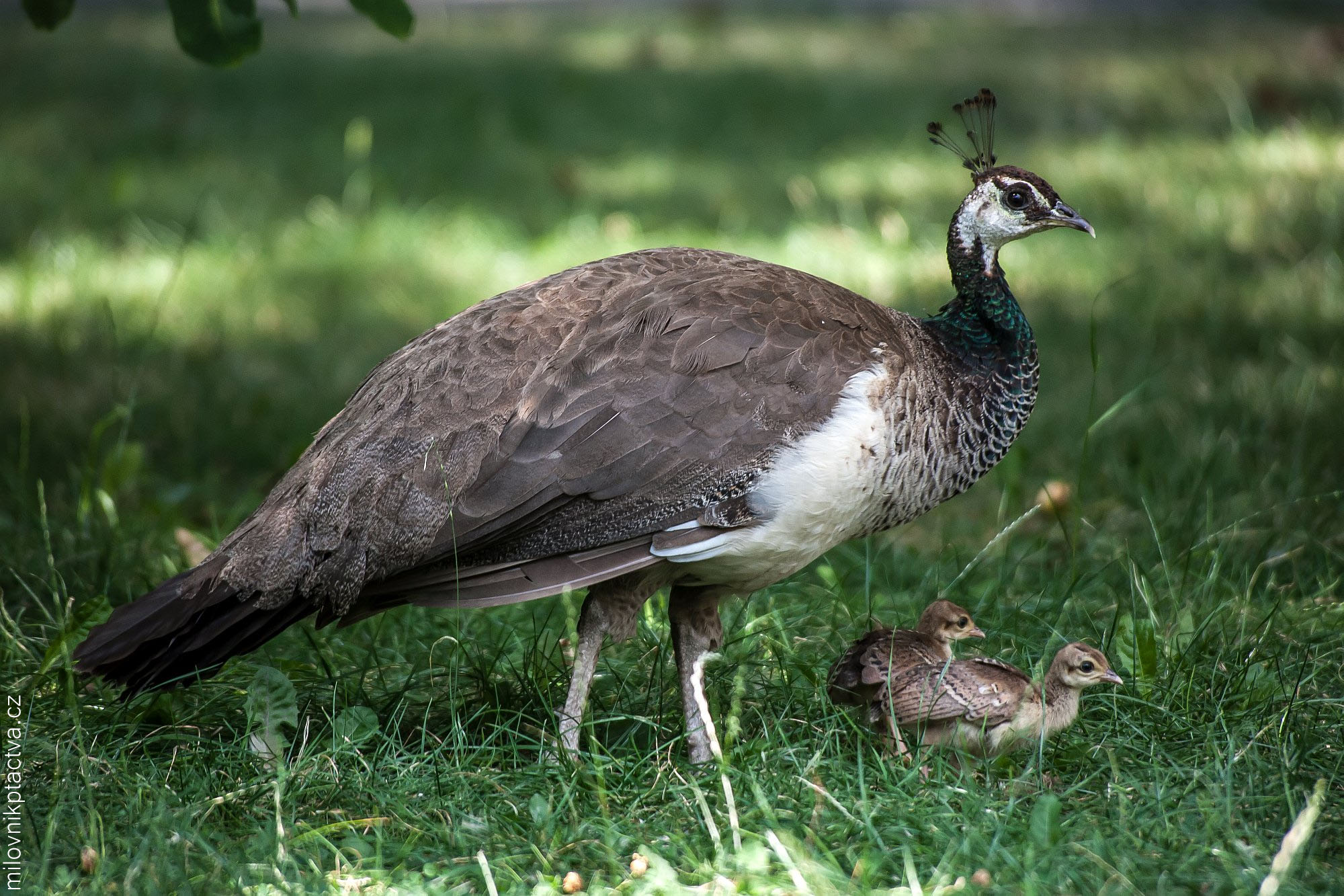 Páv korunkatý / Pavo Cristatus