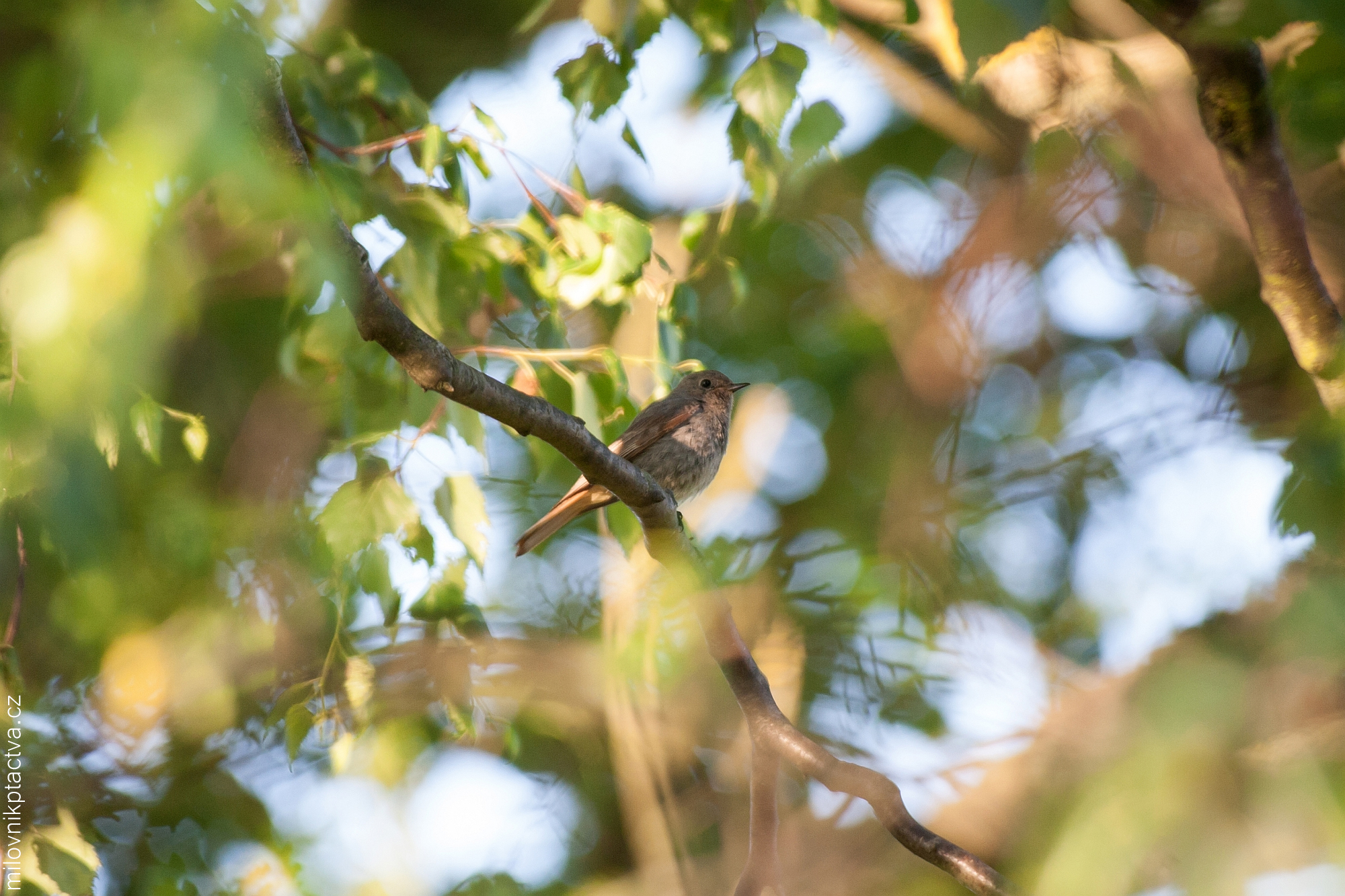 Rehek domácí / Phoenicurus ochruros (juv.)