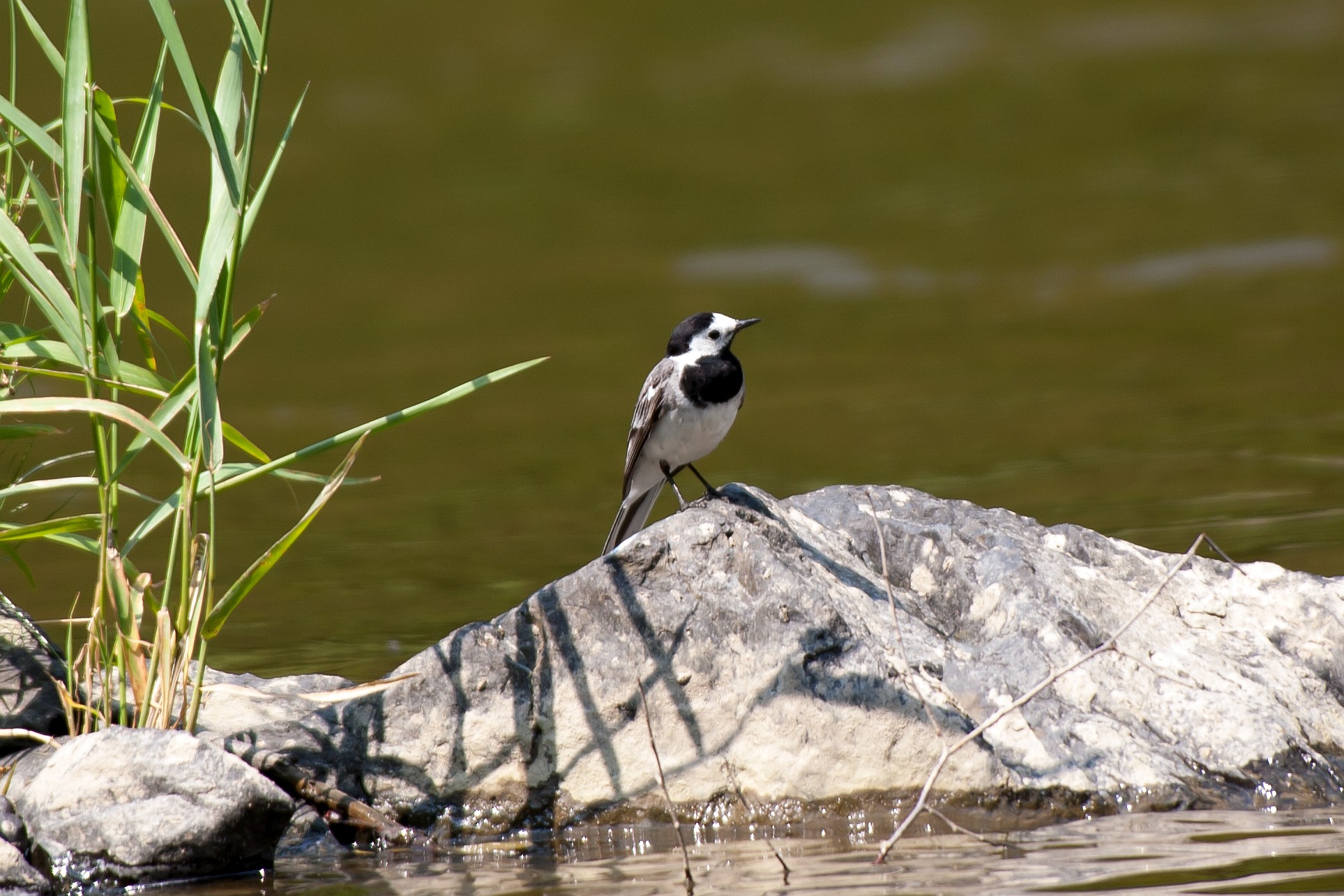 Konipas bílý / Motacilla alba