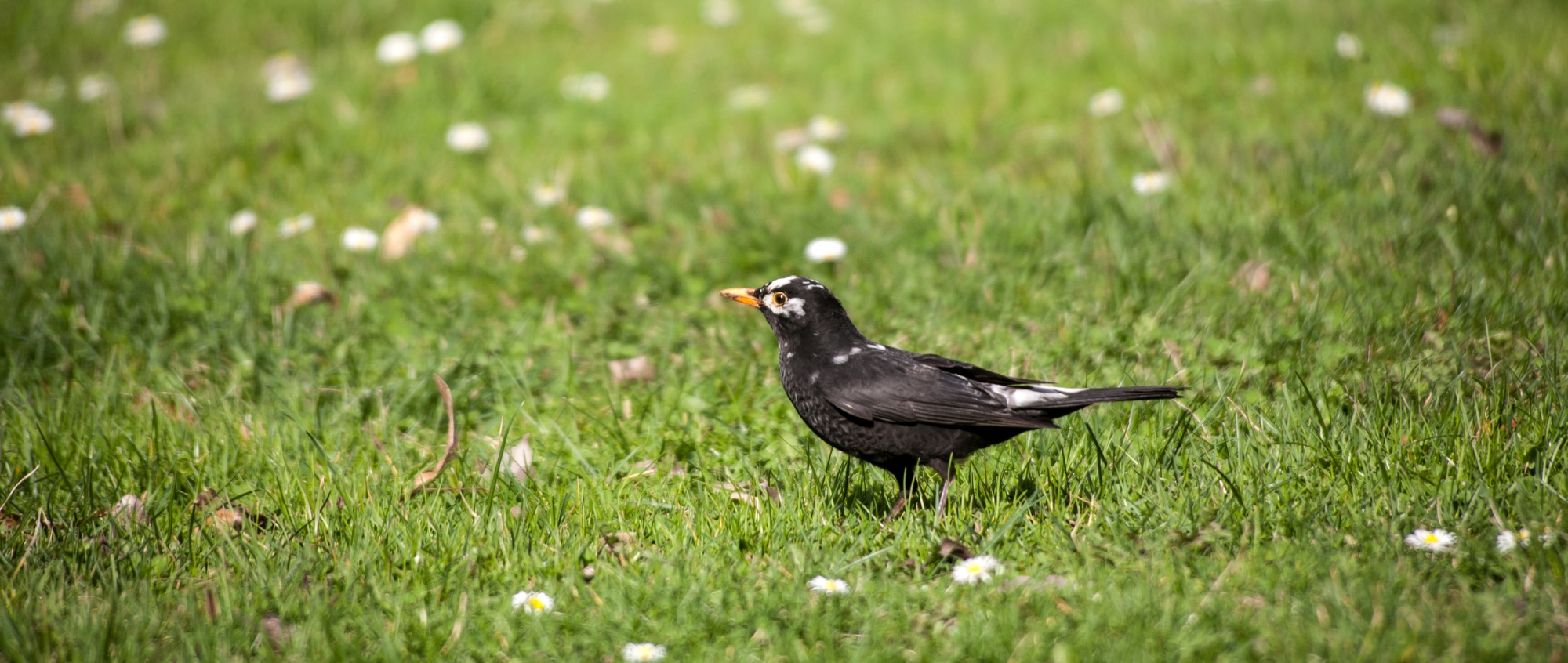 Kos černý / Turdus Merula (leucistní)