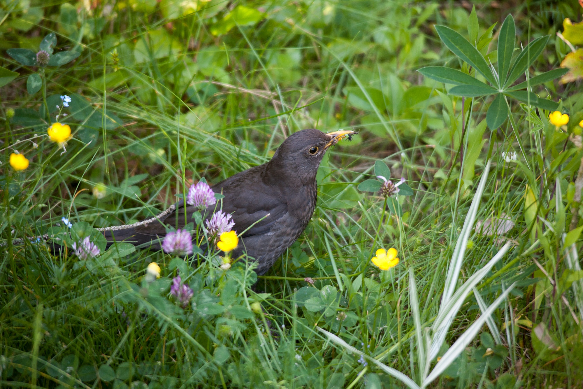 Kos černý / Turdus Merula