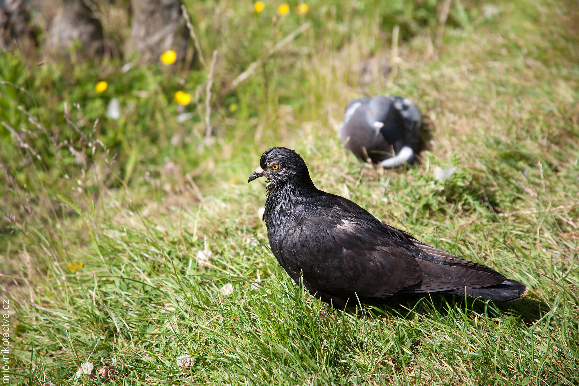 Holub Domácí / Columba Livia f. Domestica