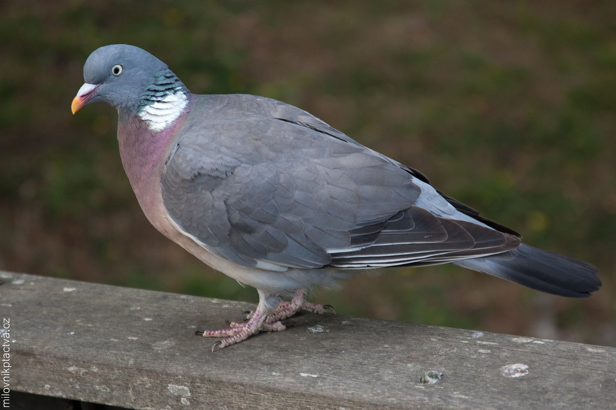 Holub Hřivnáč / Columba Palumbus