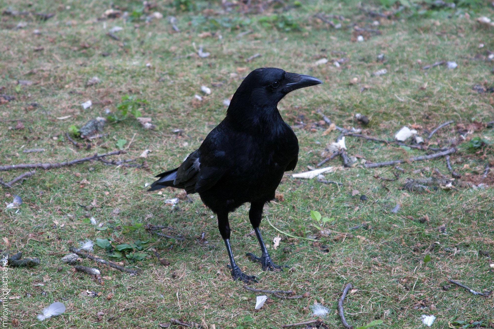 Vrána černá / Corvus Corone