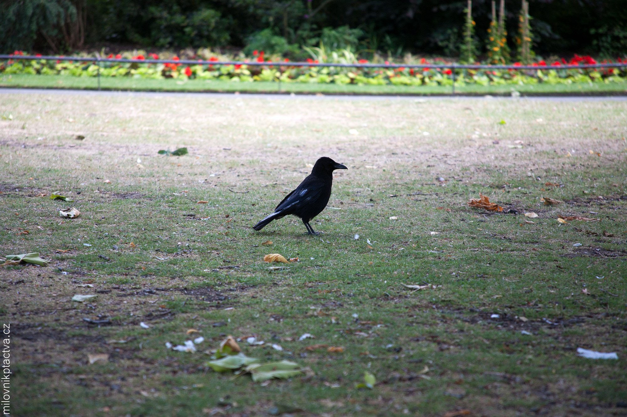 Vrána Černá / Corvus Corone