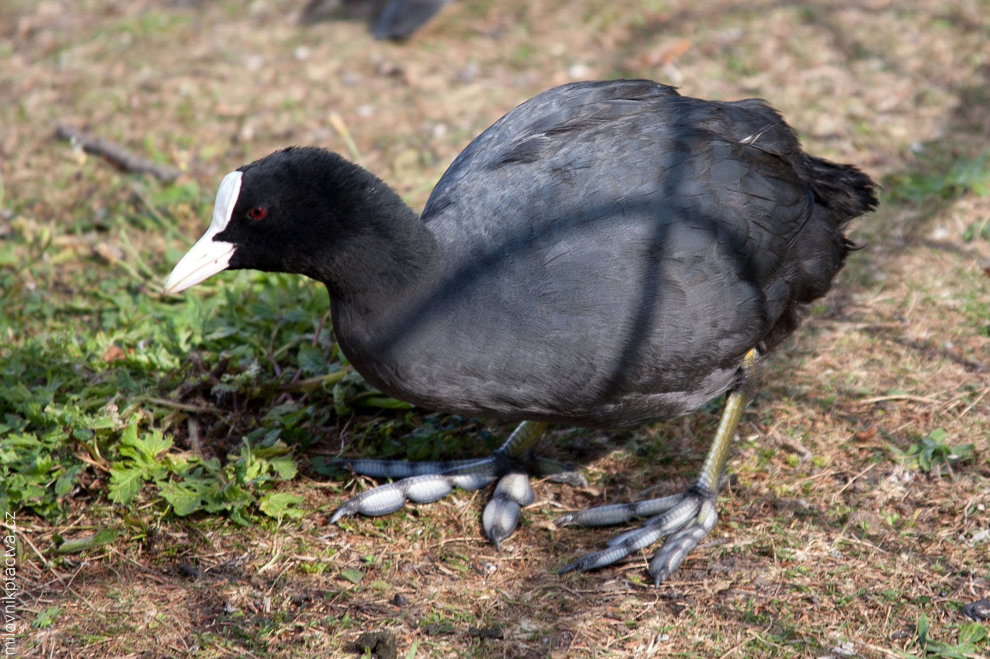 Lyska Černá / Fulica Atra