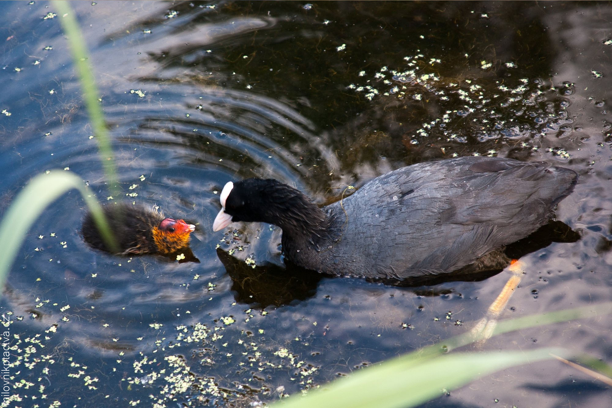 Lyska Černá / Fulica Atra