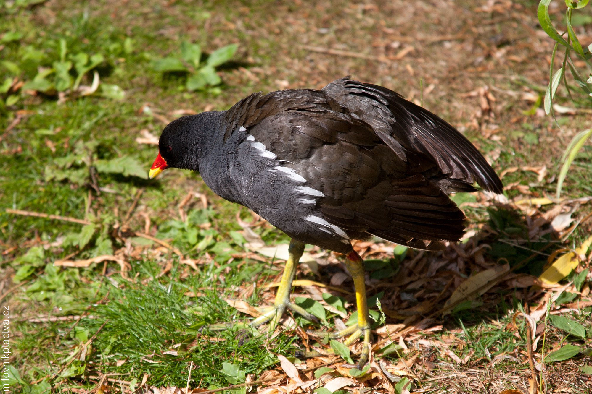 Slípka Zelenonohá / Gallinula Chloropus