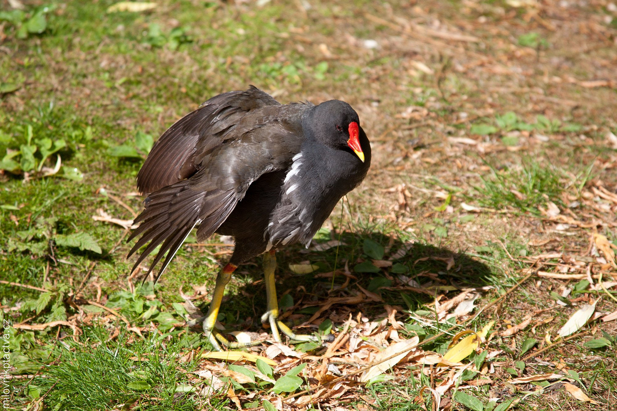 Slípka Zelenonohá / Gallinula Chloropus