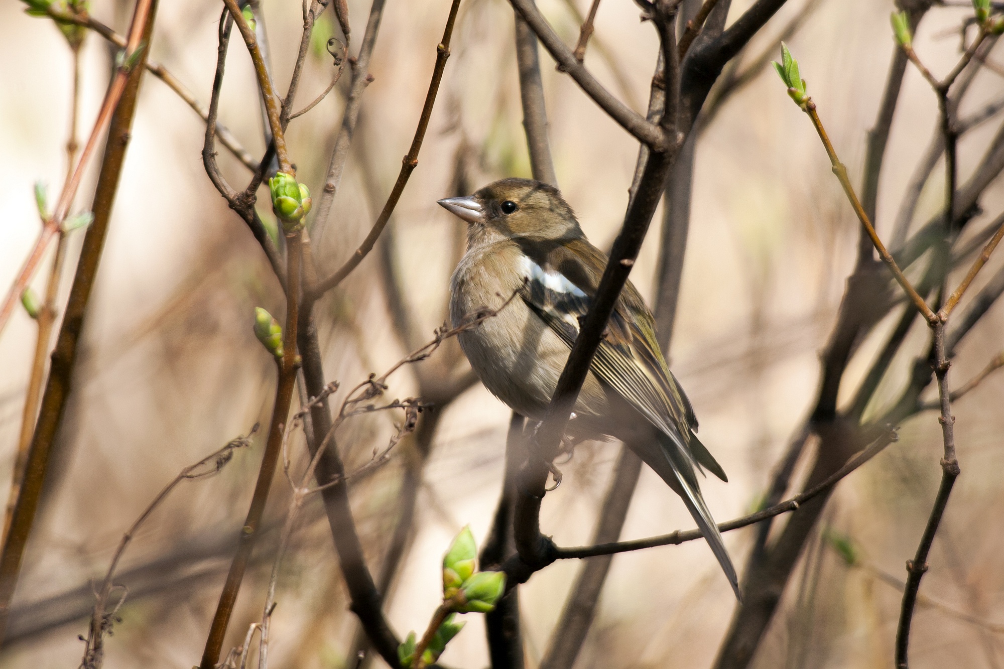 Pěnkava obecná / Fringilla coelebs (samice - female)