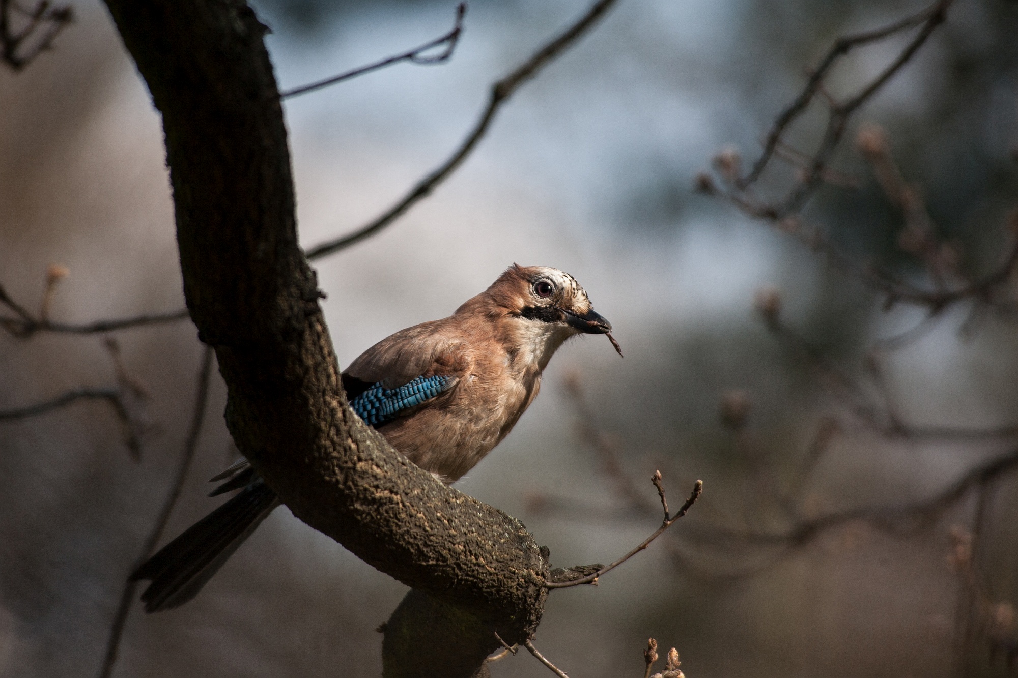 Sojka obecná / Garrulus Glandarius