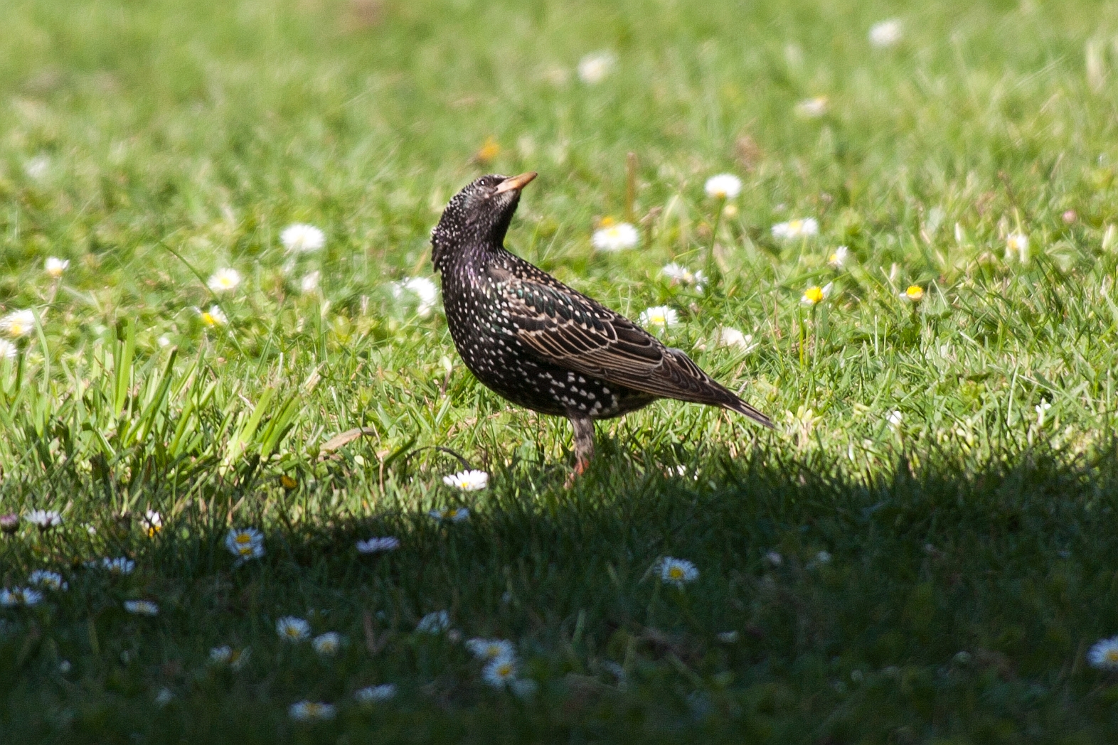 Špaček obecný / Sturnus vulgaris