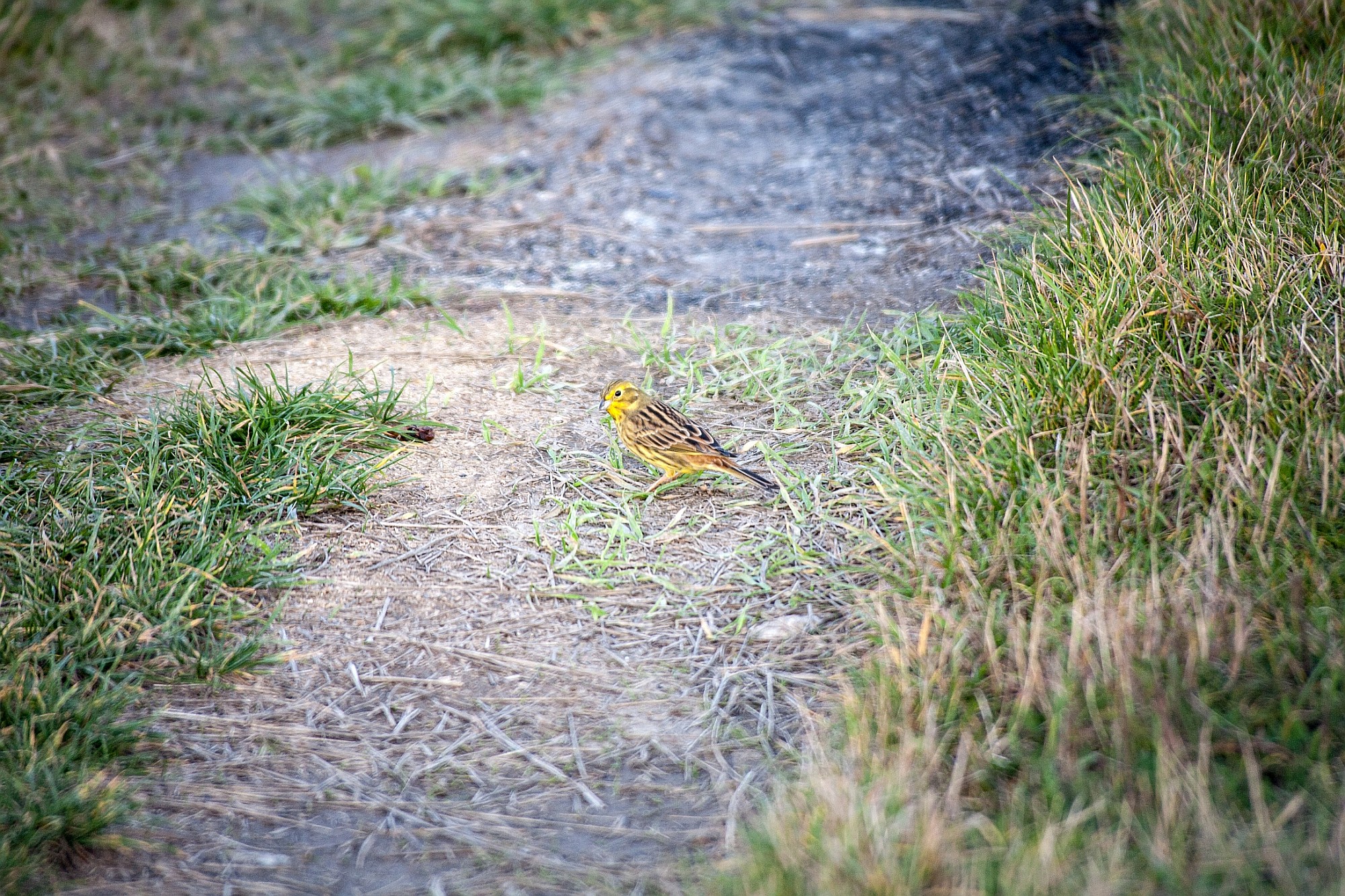 Strnad obecný / Emberiza citrinella